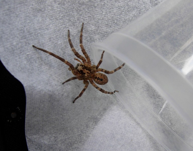 Zoropsis spinimana - Caselette (TO)